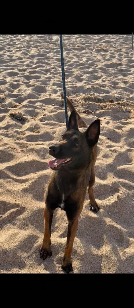 Femelle malinois charbonnée 10 mois dressage complet ❤️