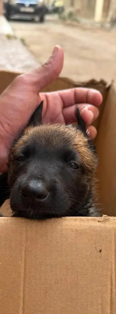Malinois femelle