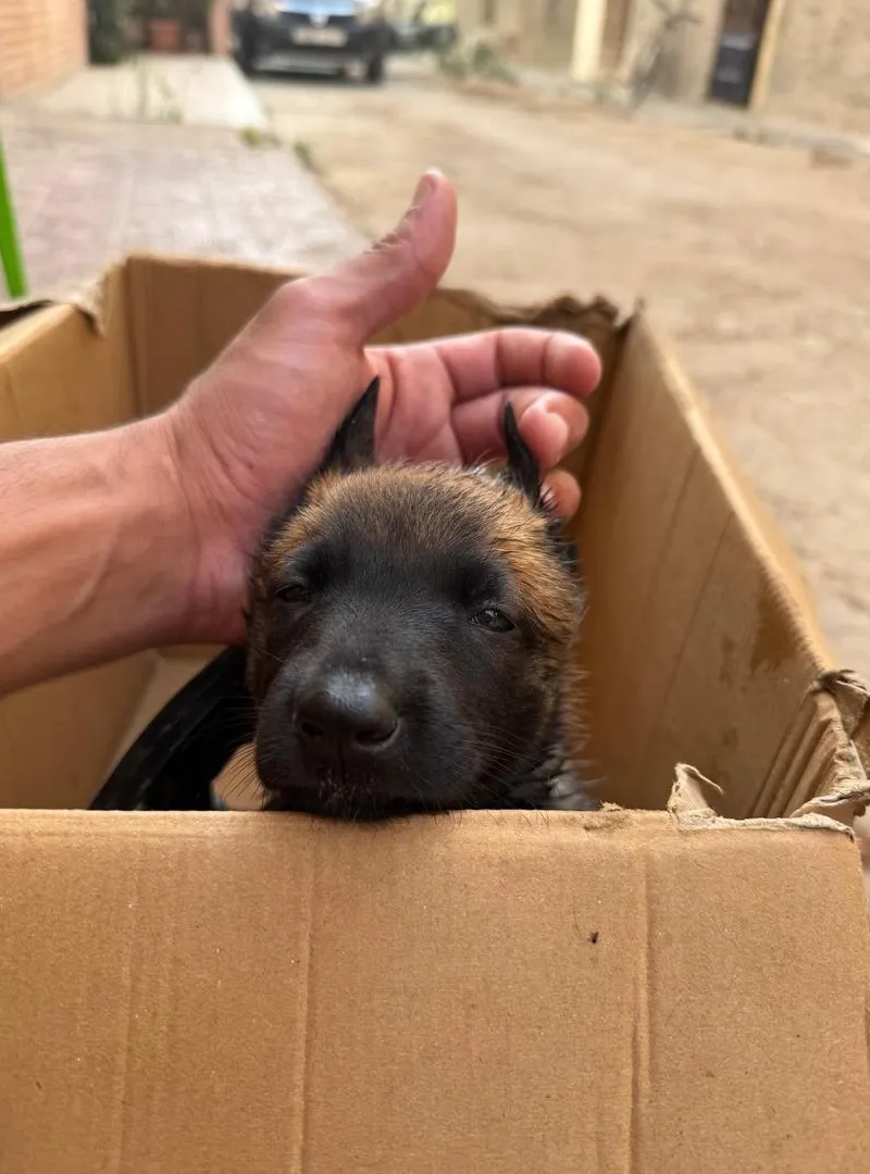 Malinois femelle