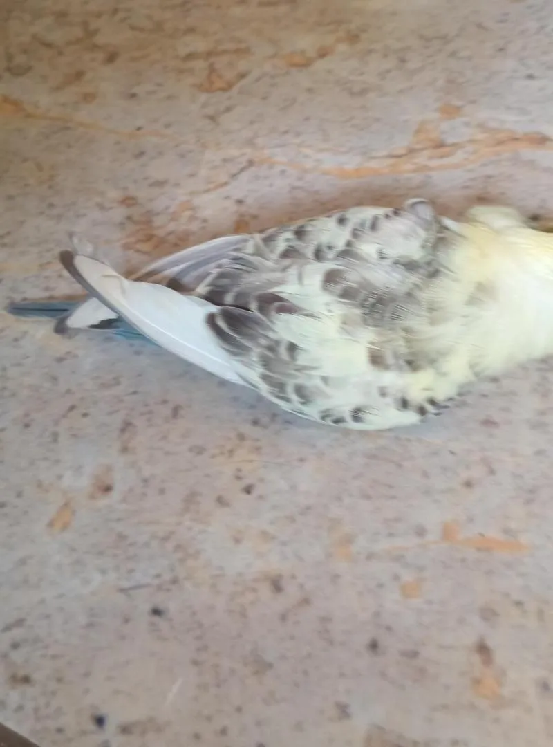 Oiseau "Naâs" à prix raisonnable