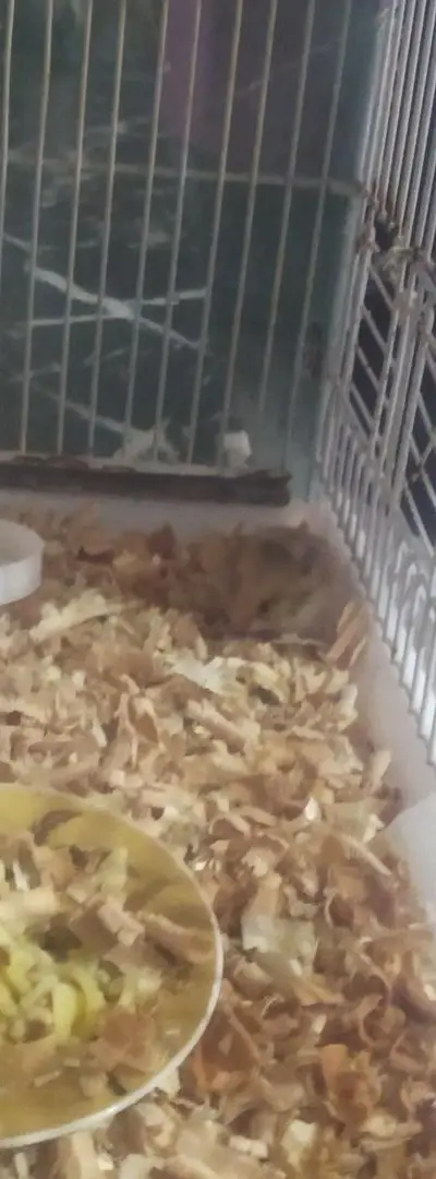 Hamster avec cage à vendre