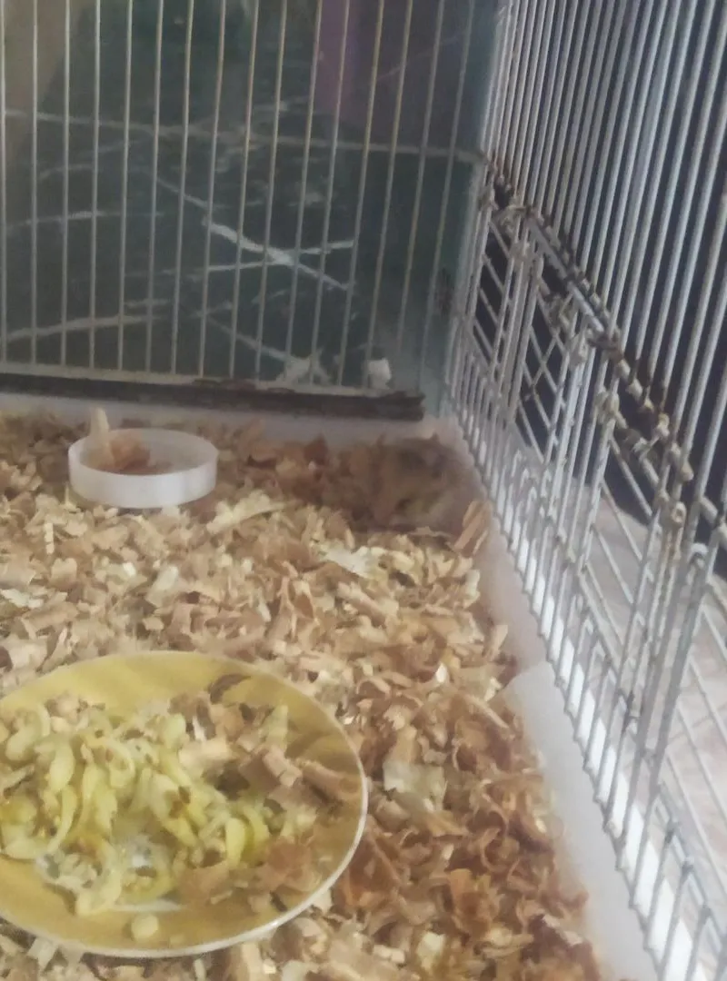 Hamster avec cage à vendre