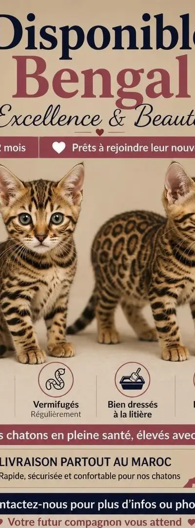 Magnifiques chatons Bengal disponibles 🐆
