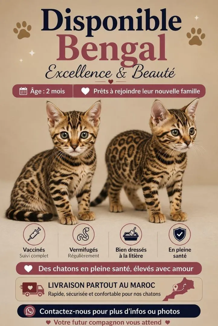 Magnifiques chatons Bengal disponibles 🐆