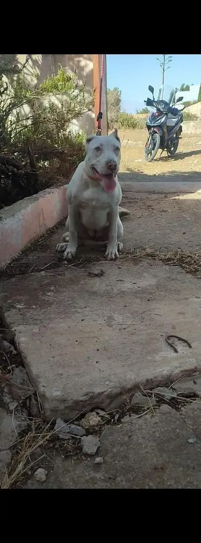 Pitbulls femelle