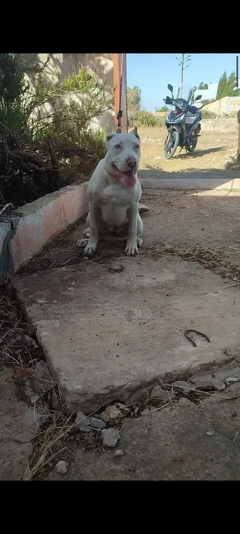 Pitbulls femelle