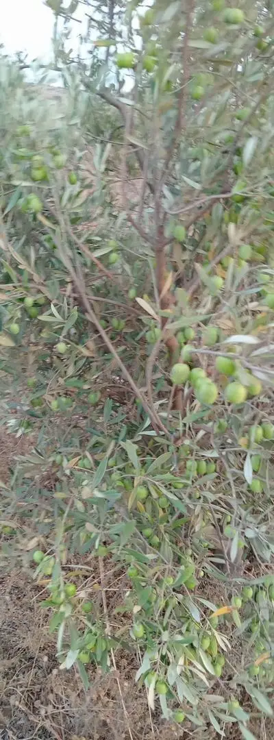 Ferme à vendre à Essaouira, quatre hectares d'oliviers et une maison.