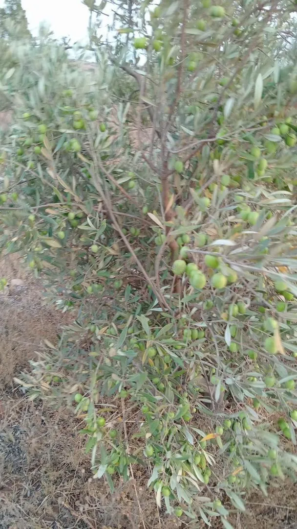 Ferme à vendre à Essaouira, quatre hectares d'oliviers et une maison.