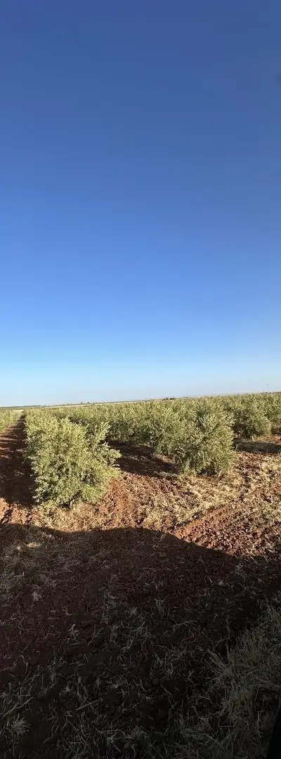 À vendre - Parcelle agricole avec oliviers
