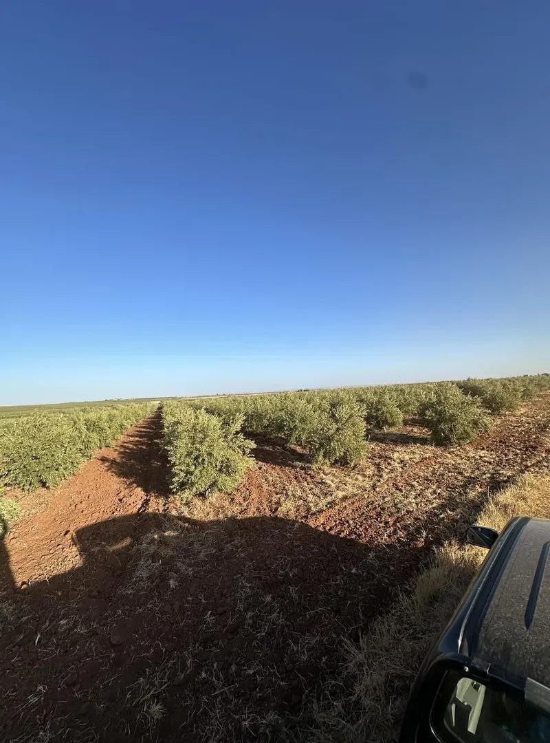 À vendre - Parcelle agricole avec oliviers
