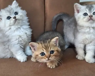 British shorthair & Scottish Fold