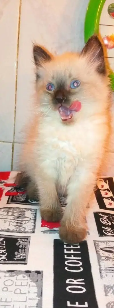 Chatons siamois à poil long