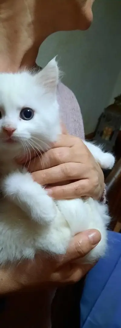 Angora Turc