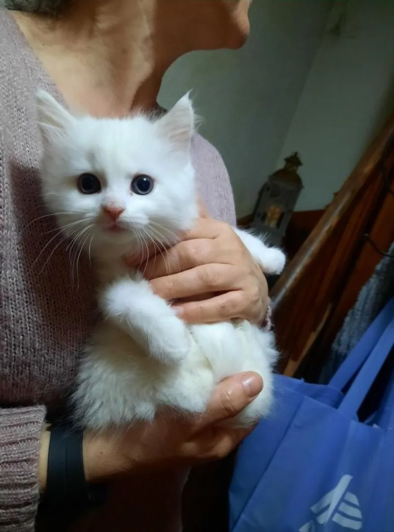 Angora Turc