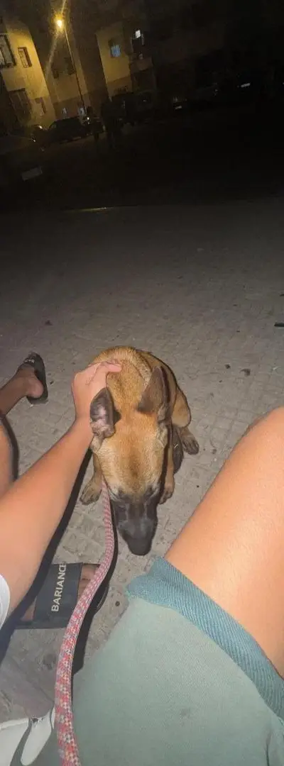 Malinois magnifique