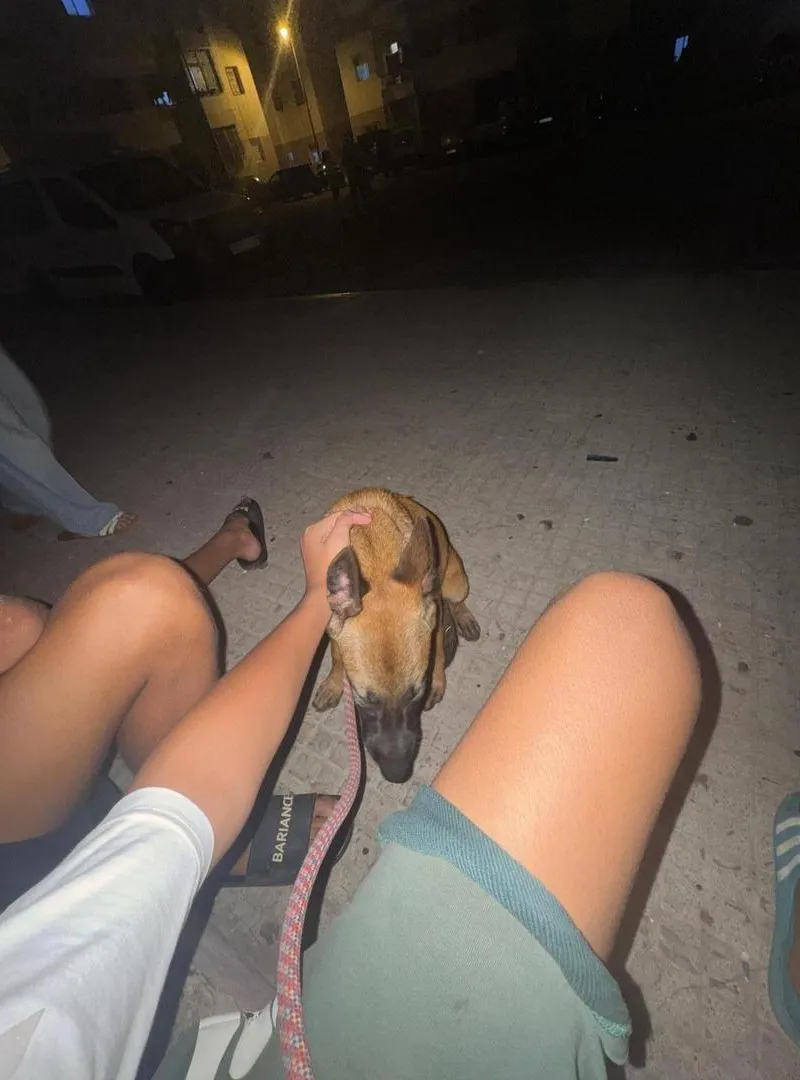 Malinois magnifique