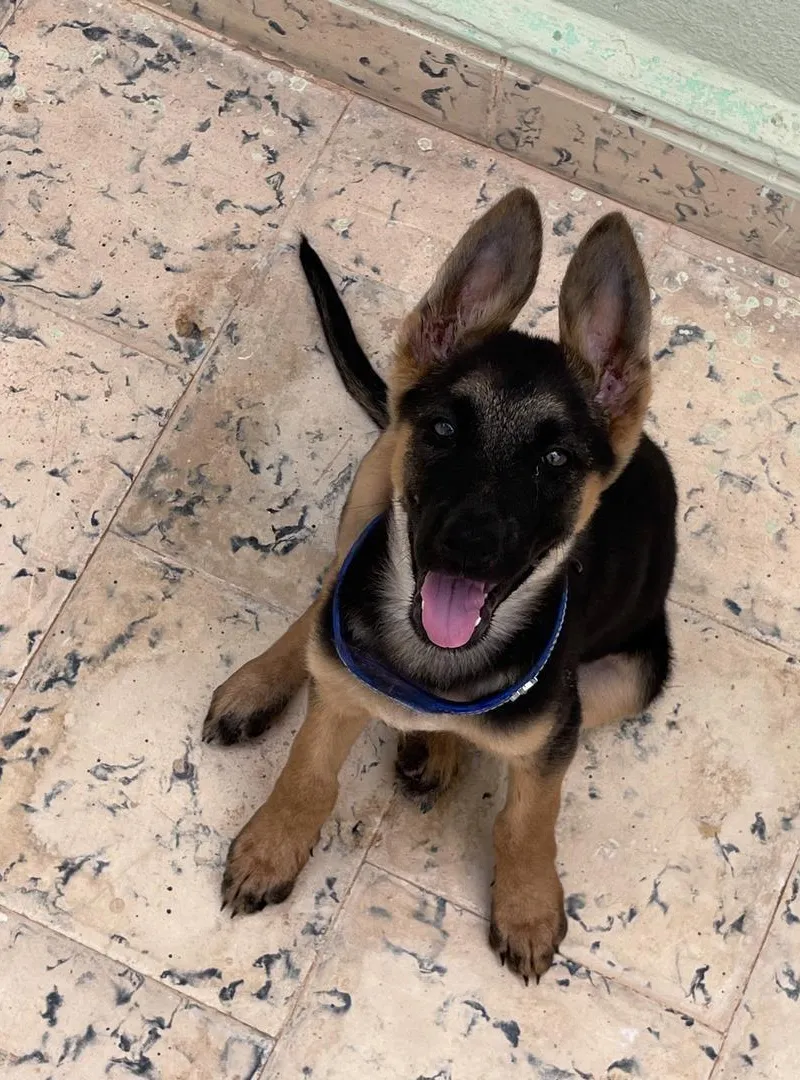 Chiot Berger Allemand