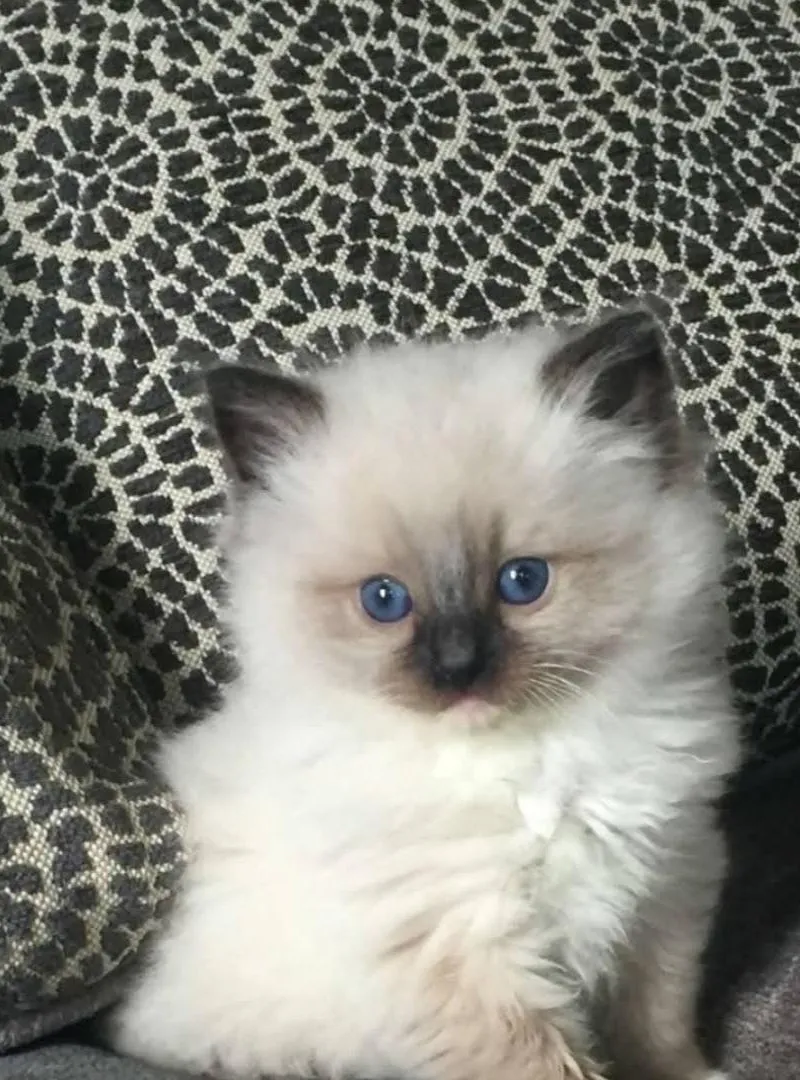 Siamois Himalayen pure race