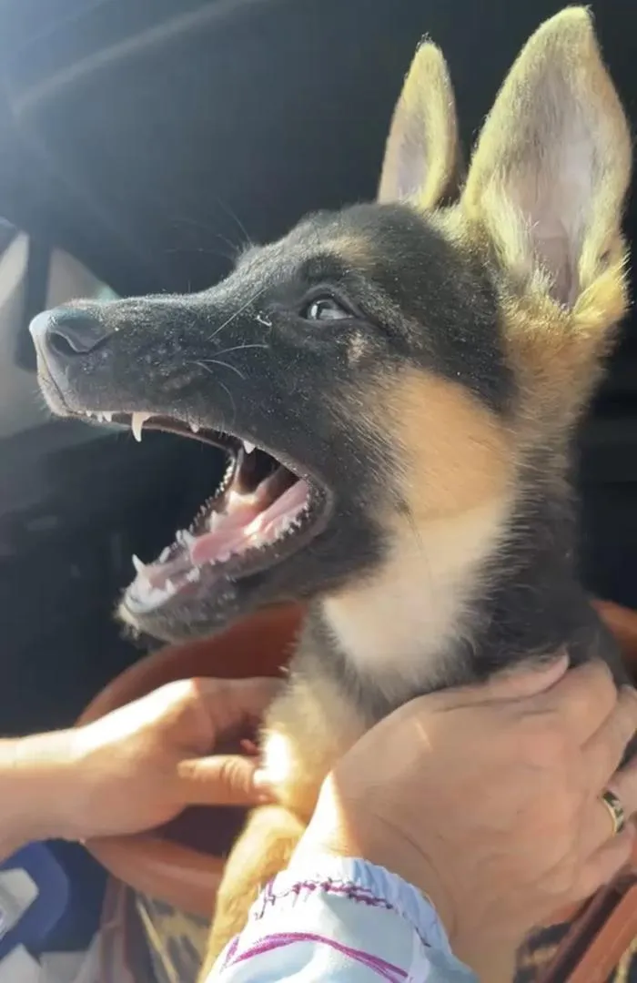 Chiot Berger 3 mois