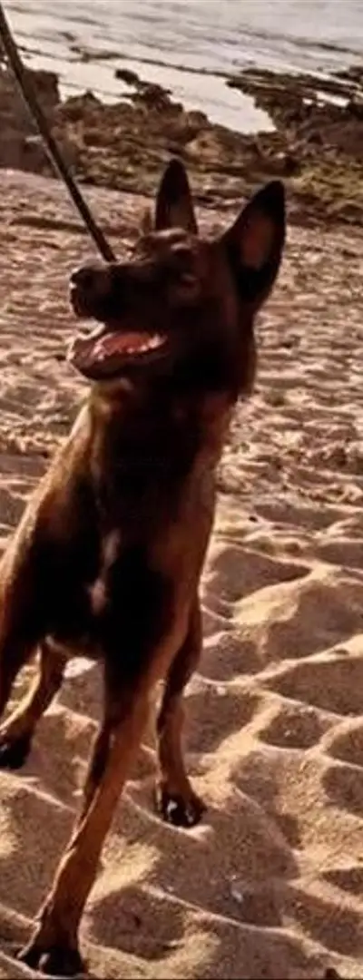 Malinois charbonné