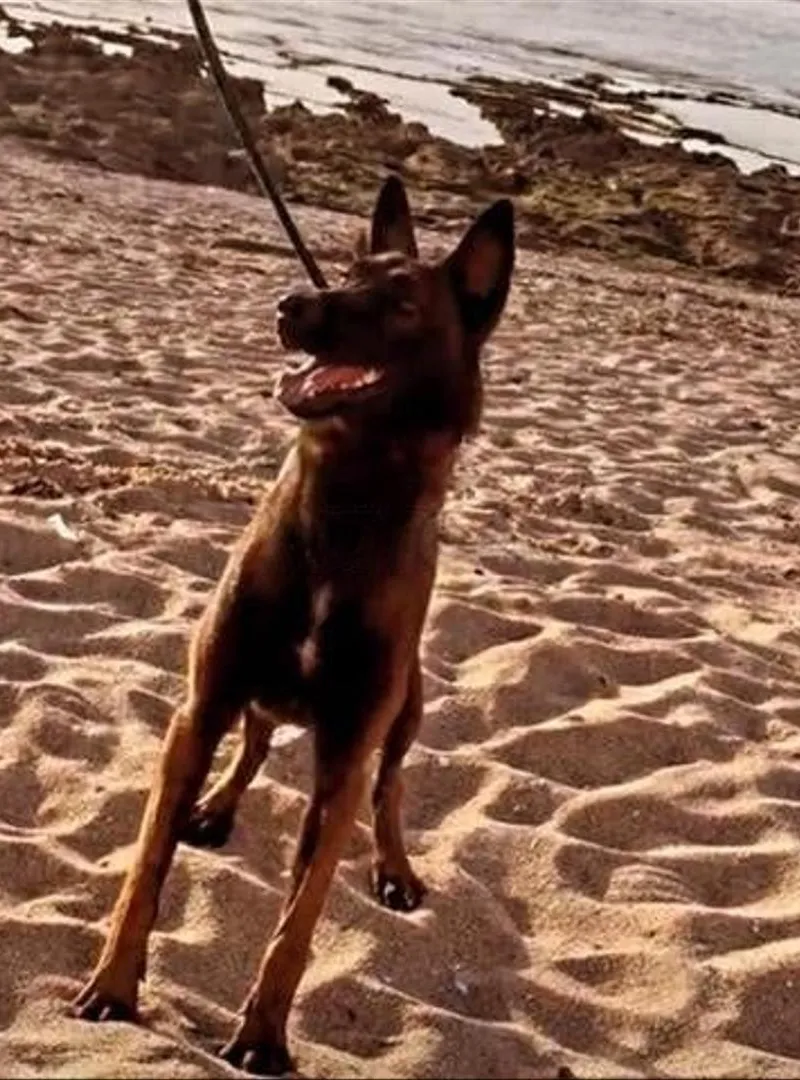 Malinois charbonné