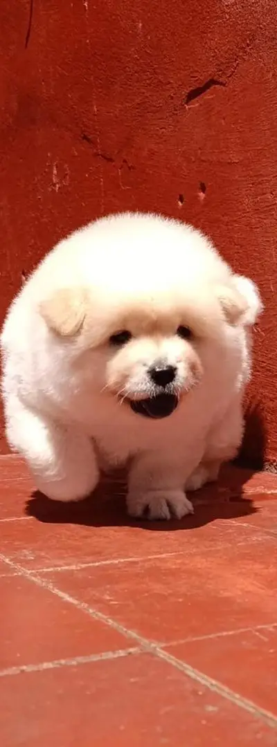 Mâle Chow Chow