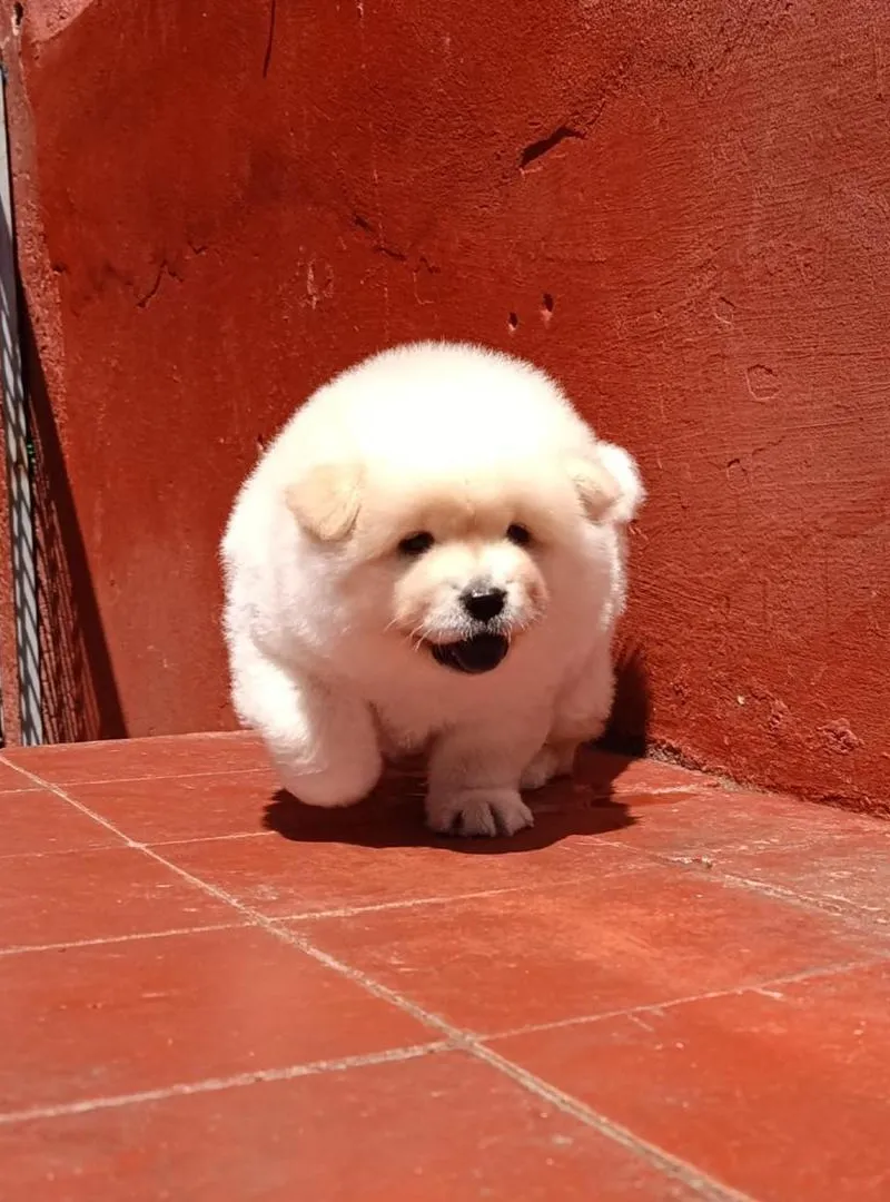 Mâle Chow Chow