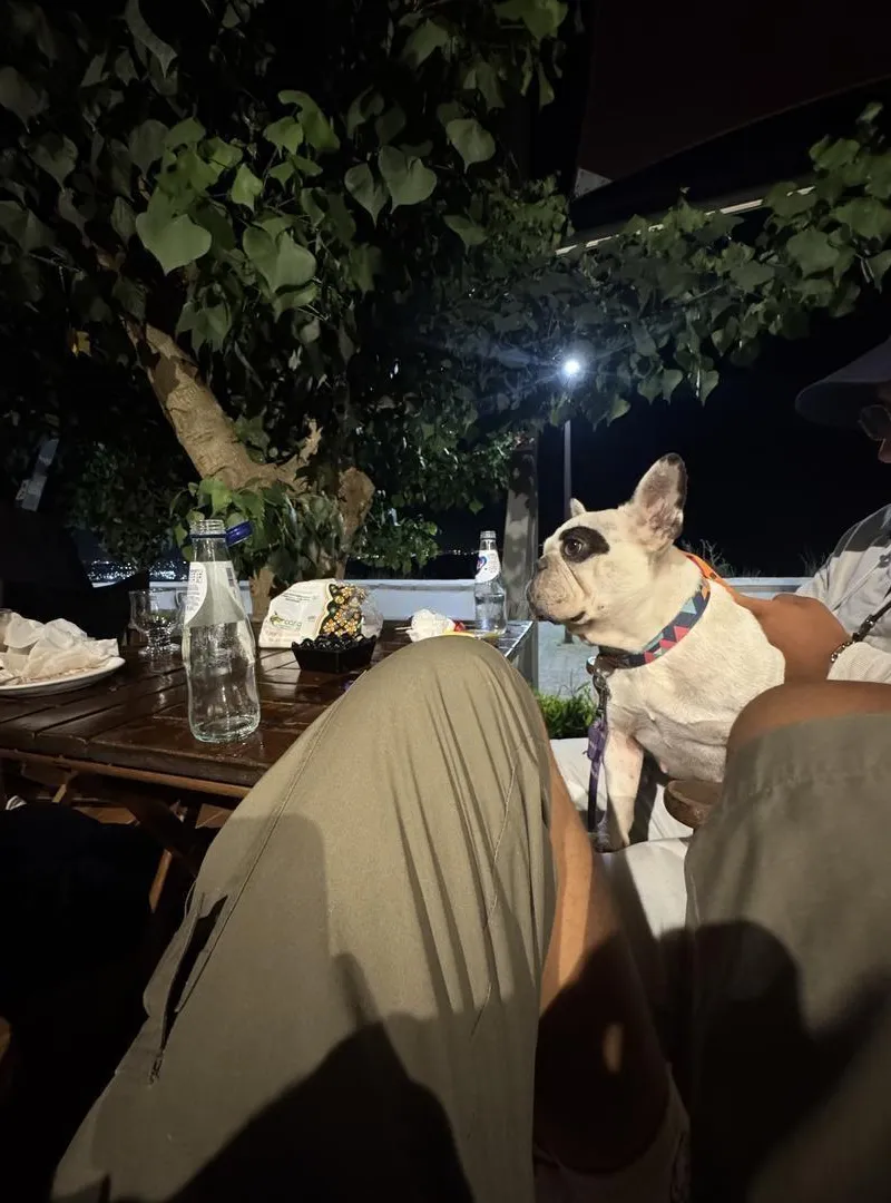 Bouledogues français