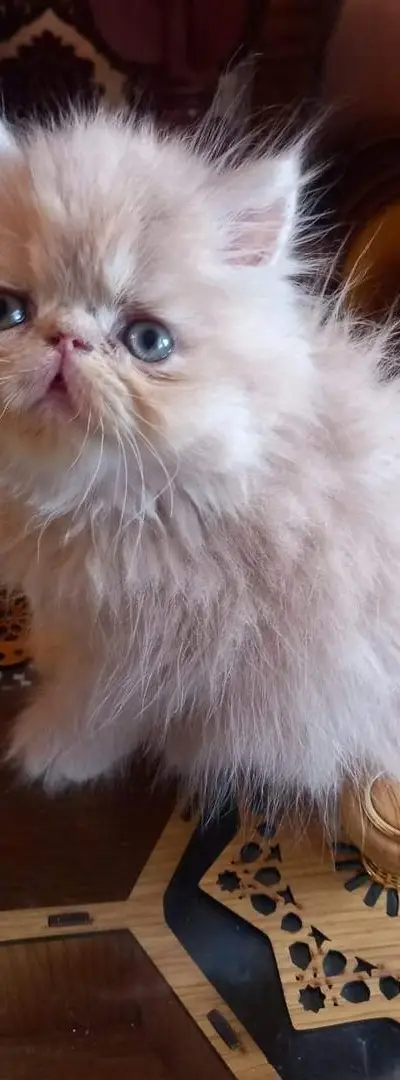 chat persan