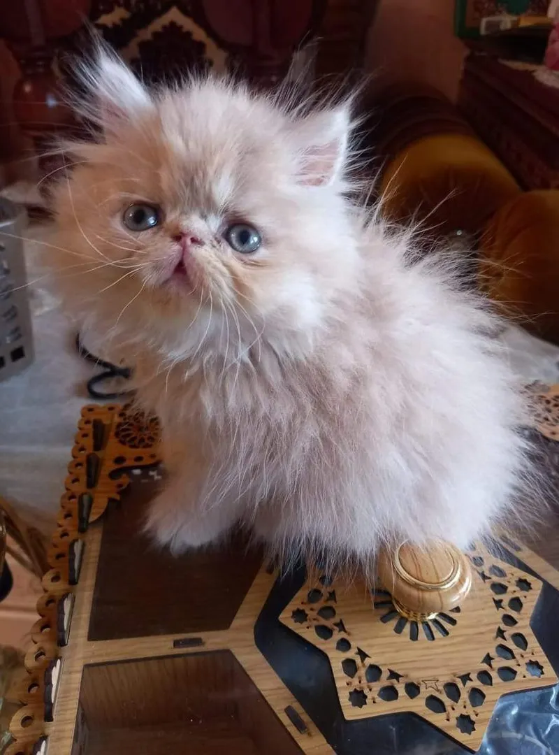 chat persan