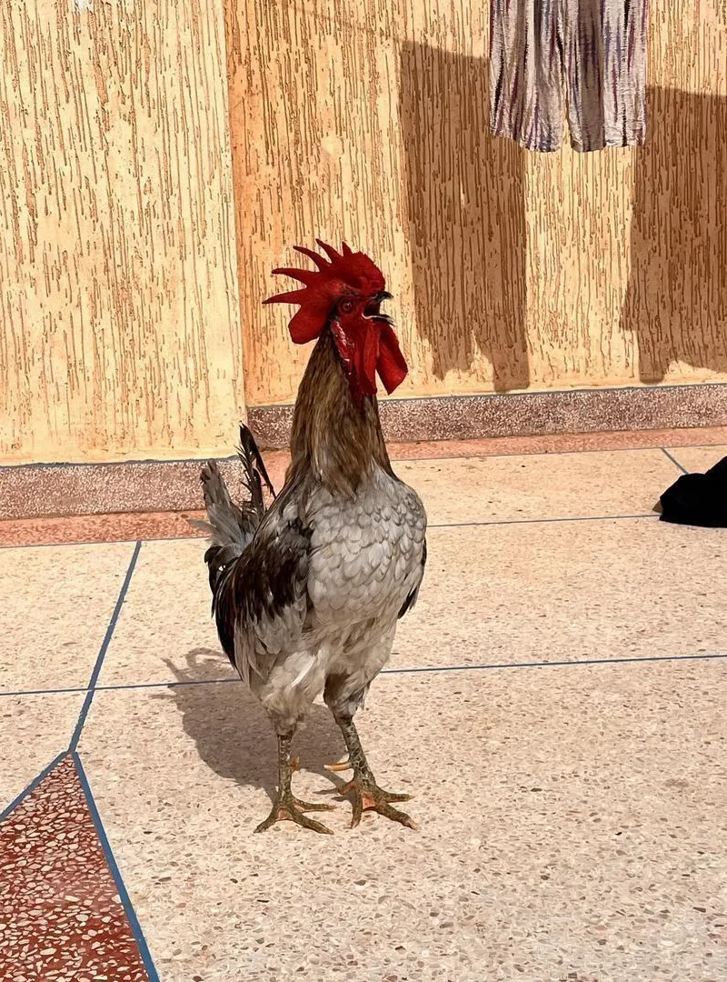Coq Australorp bleu libre