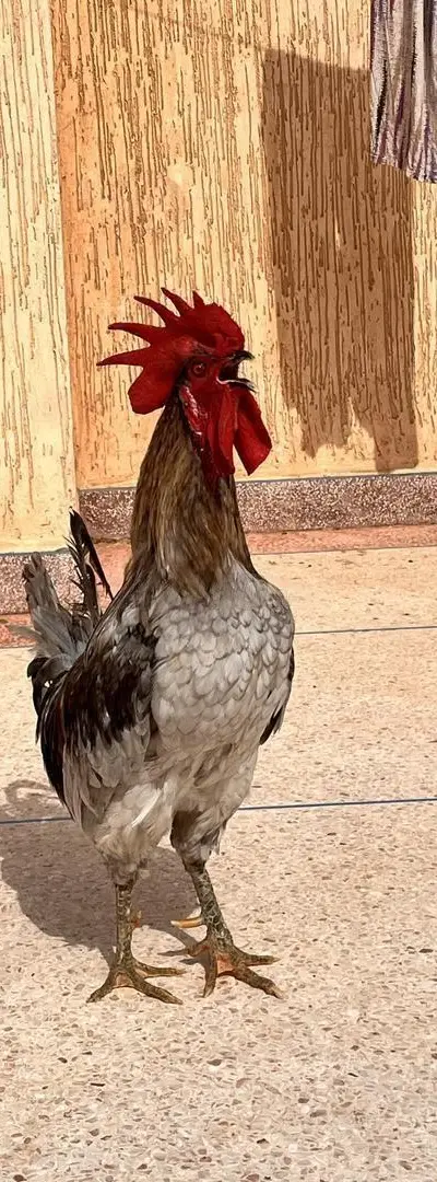 Coq Australorp bleu libre