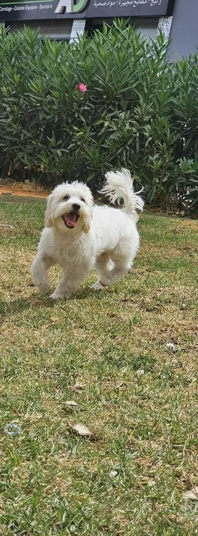 Chien caniche