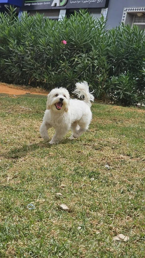 Chien caniche