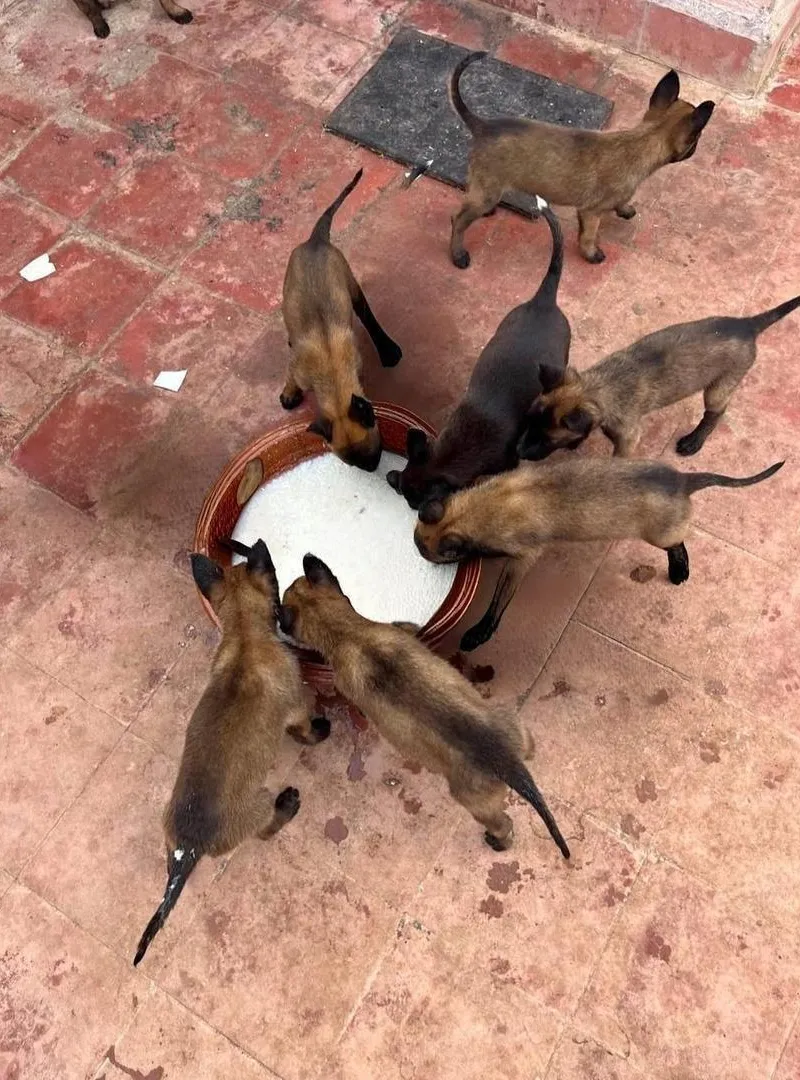 Malinois chiots