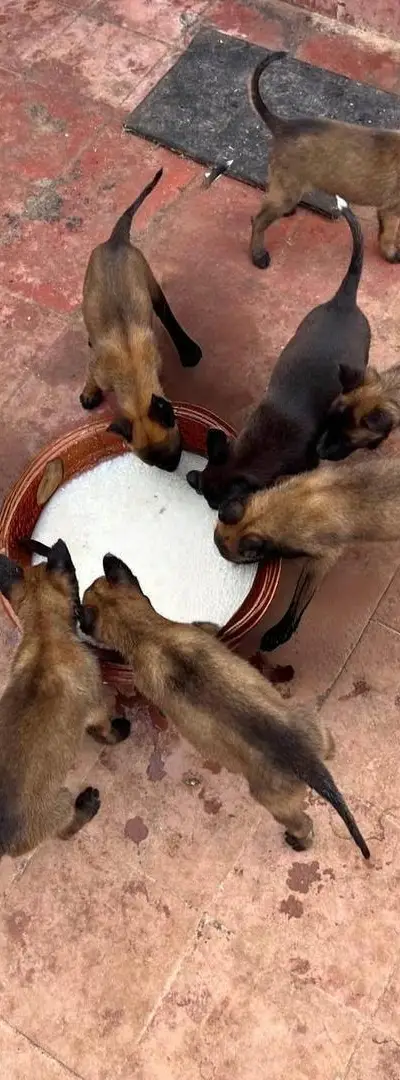 Malinois chiots