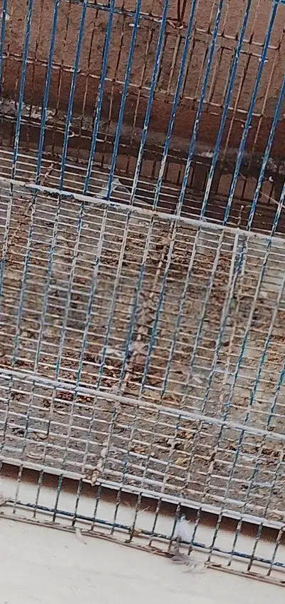 Grande cage d'occasion