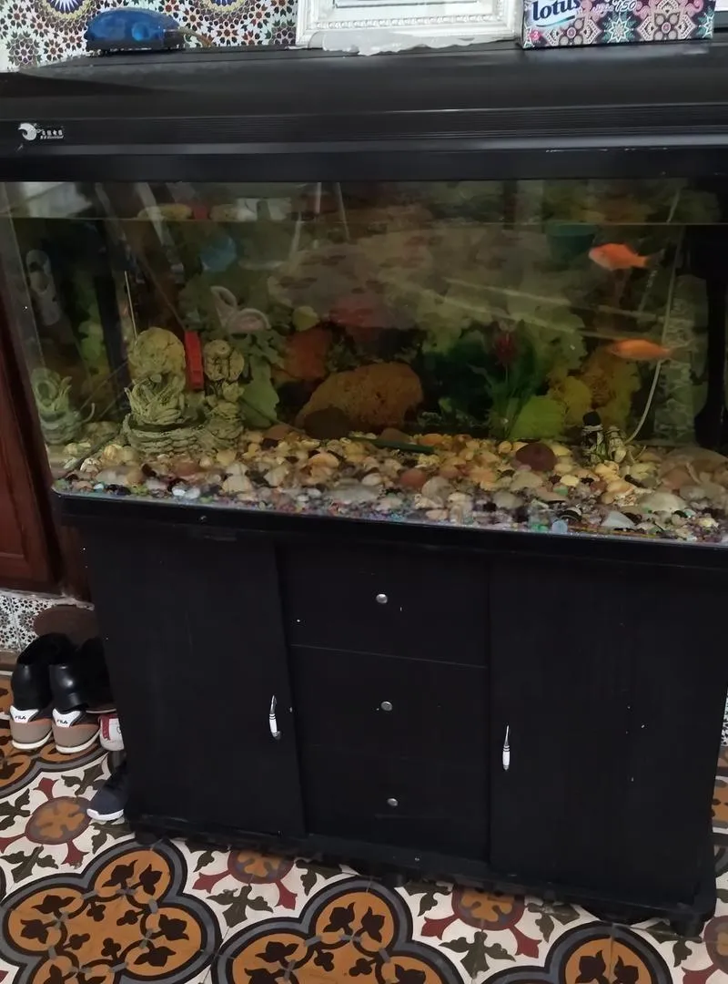 Aquarium complet
