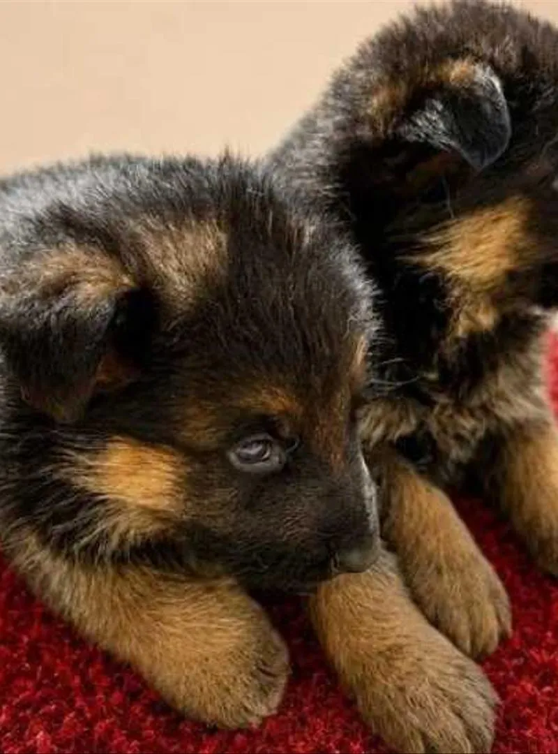 Chiot bébé berger allemand