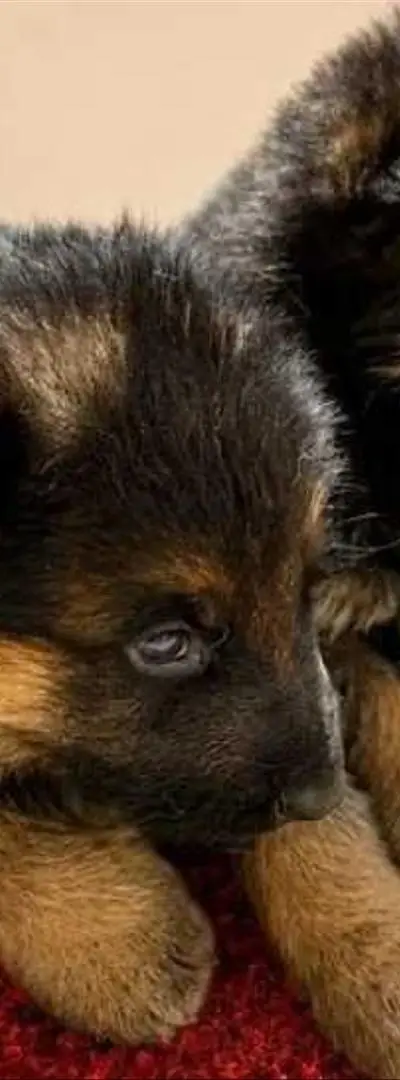 Chiot bébé berger allemand