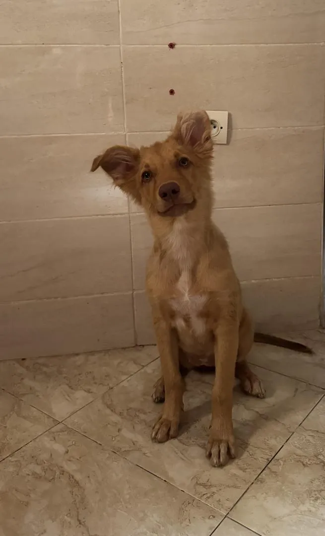 Chiot Retriever de 6 mois