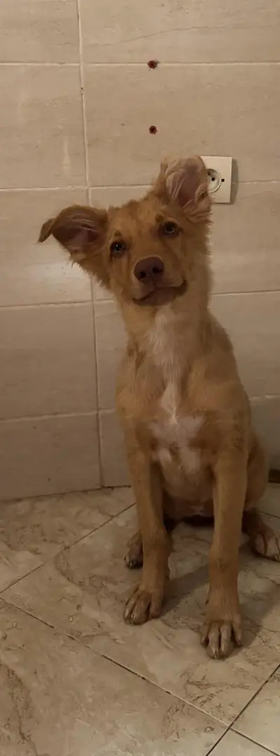 Chiot Retriever de 6 mois