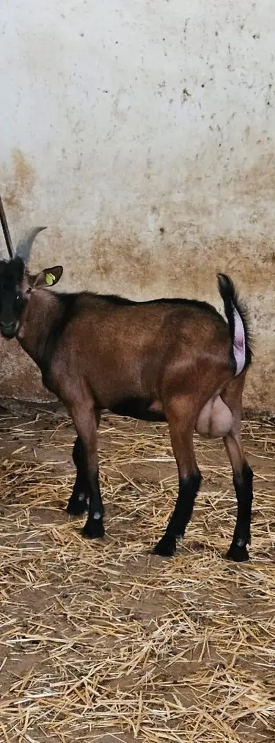 Jeunes boucs purs de l'Aïd Sghir Anouck