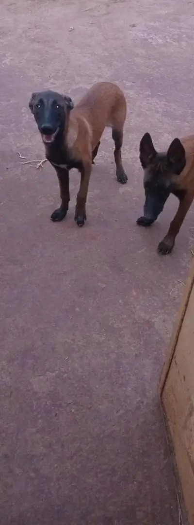 Deux chiens Malinois à vendre