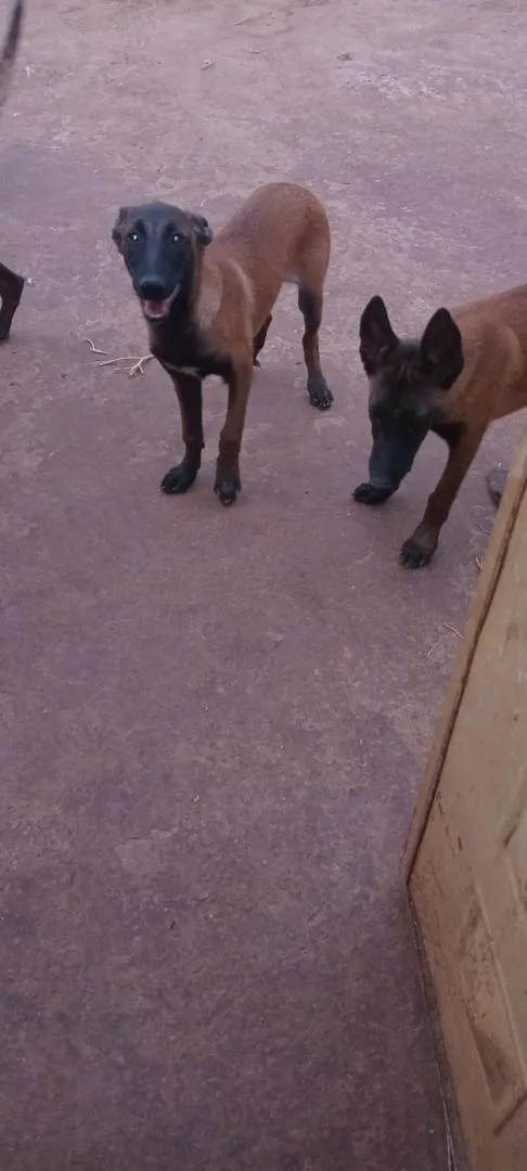 Deux chiens Malinois à vendre