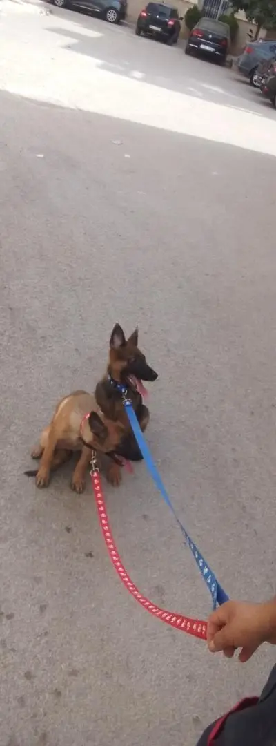 2 chiots malinois parents pedigree