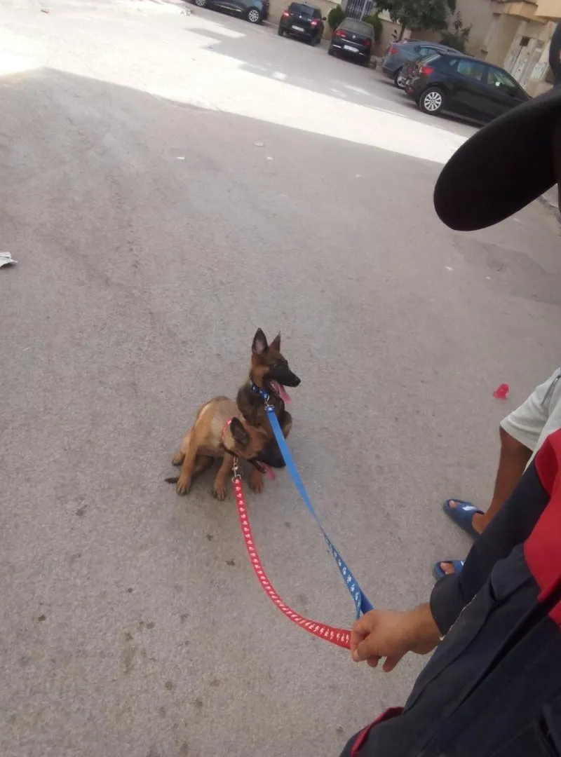 2 chiots malinois parents pedigree