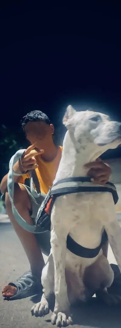 Chien Dogo Argentino magnifique et excellent