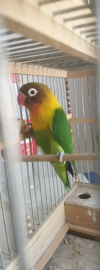 Oiseau à vendre, pour les intéressés contactez-moi