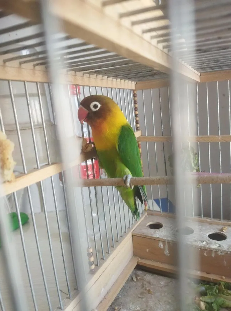 Oiseau à vendre, pour les intéressés contactez-moi